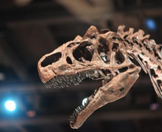 Les dinosaures auraient eu des lèvres pour protéger leurs dents pointues !